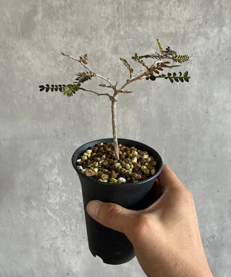 CATEGORY 植物 | 奇妙な植物園