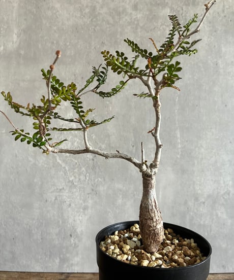 CATEGORY 植物 | 奇妙な植物園