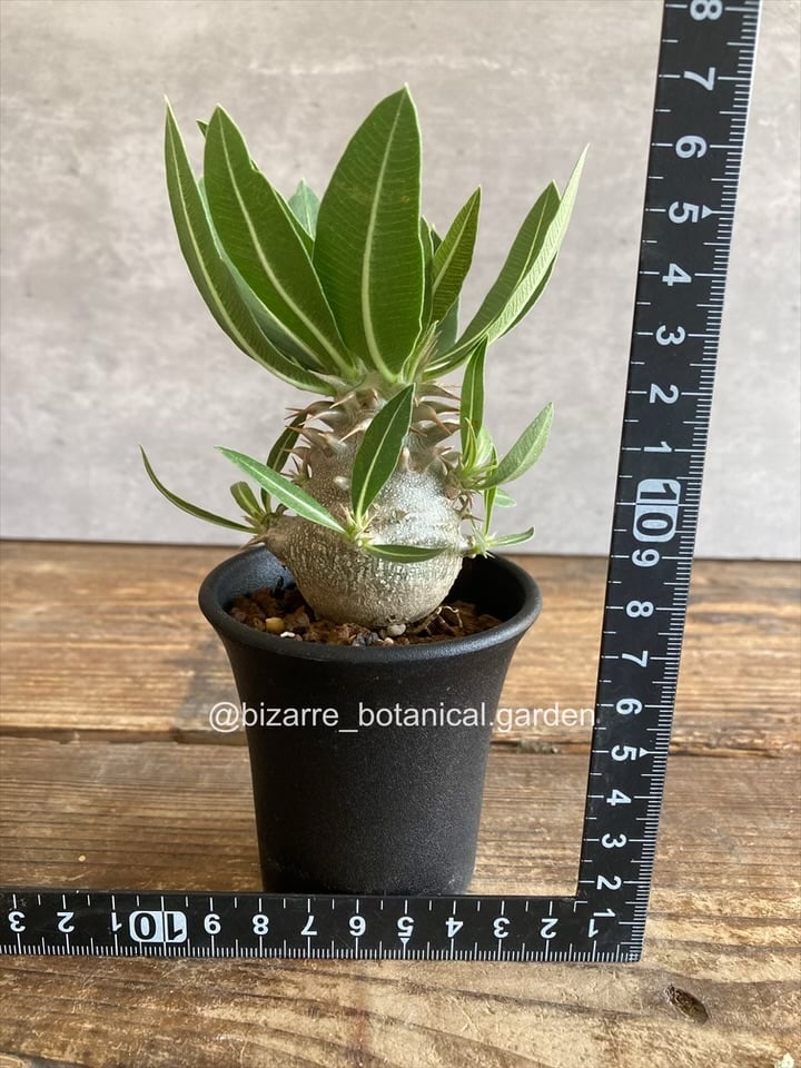 パキポディウム恵比寿大黒実生 パキポディウム：恵比寿大黒（実生株） 3号鉢植え* の通販