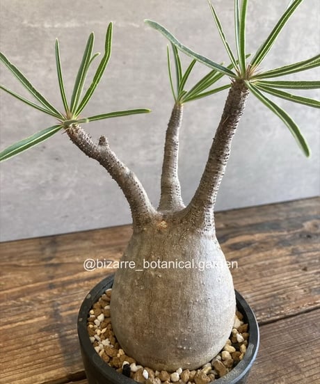 ITEM | 奇妙な植物園
