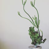 奇妙な植物園