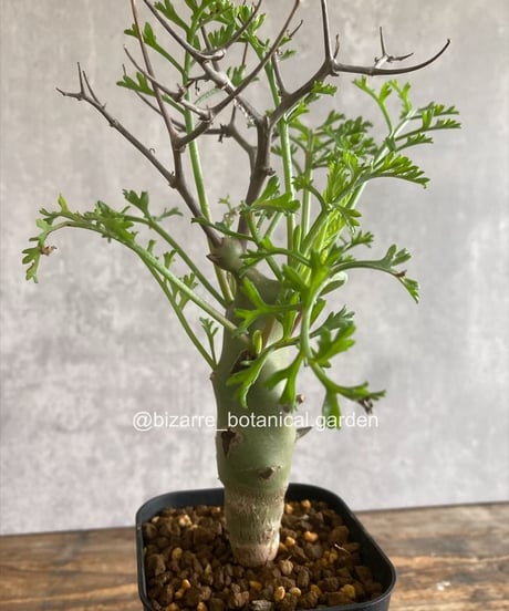 CATEGORY 植物 | 奇妙な植物園