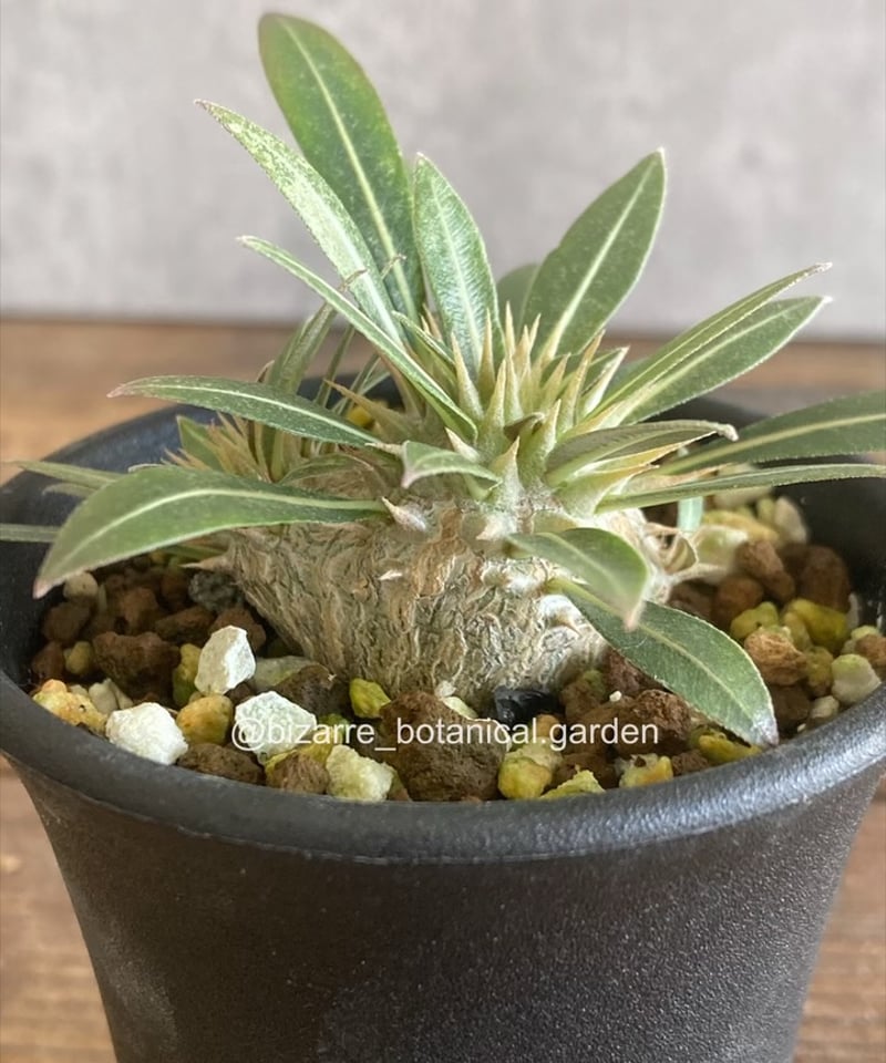 パキポディウム マカイエンセ 実生5-371 | 奇妙な植物園