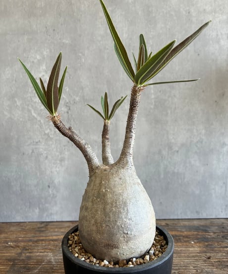 CATEGORY 植物 | 奇妙な植物園
