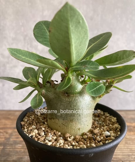 引き取り限定　超特大　トックリビロウ　クバ　球状の幹 引き取り限定 超特大 トックリビロウ クバ 球状の幹