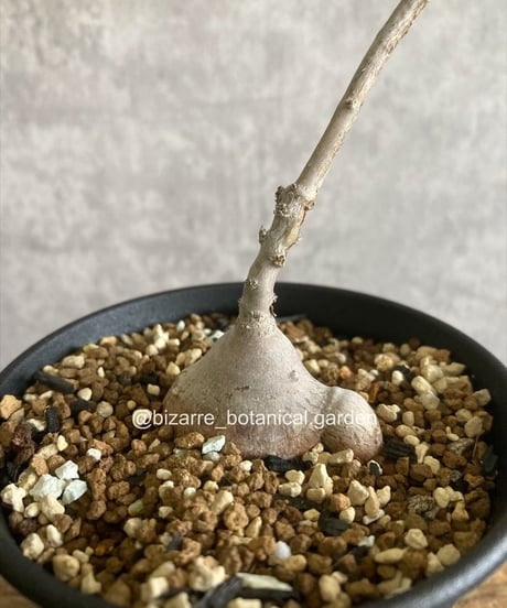 CATEGORY 植物 | 奇妙な植物園