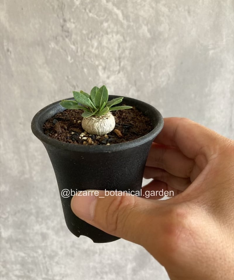 【植物引退】恵比寿笑　実生 植物引退】恵比寿笑 実生 パキポディウム 恵比寿笑い 実生