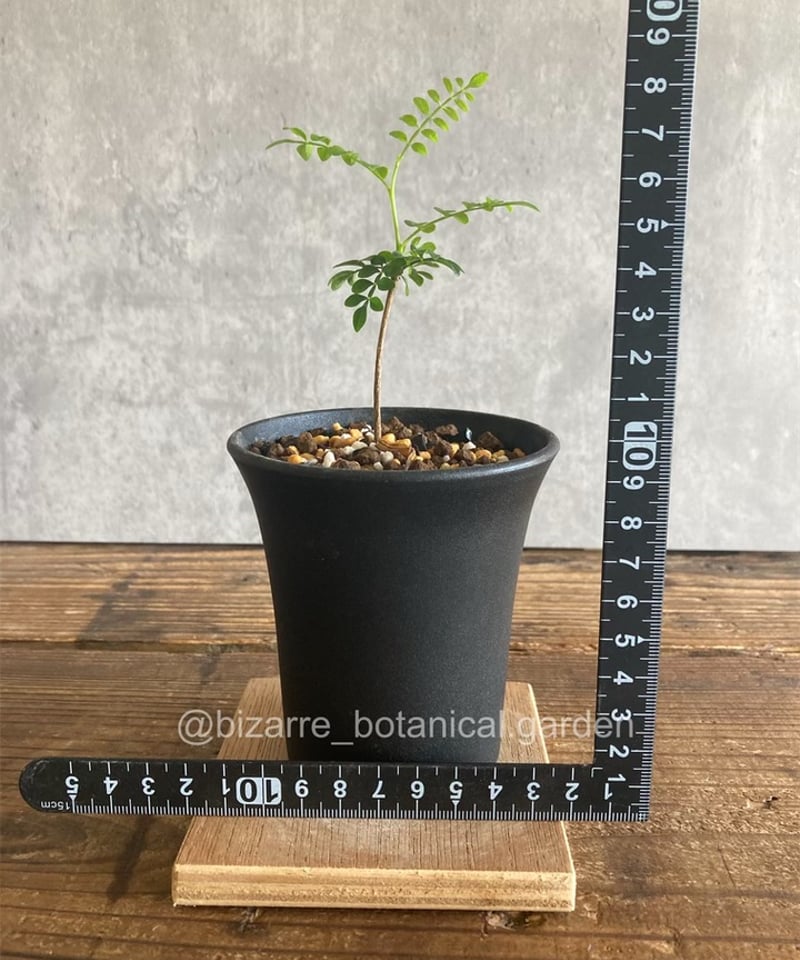 専用オペルクリカリア パキプス 実生 2年株③④ 【公式通販】