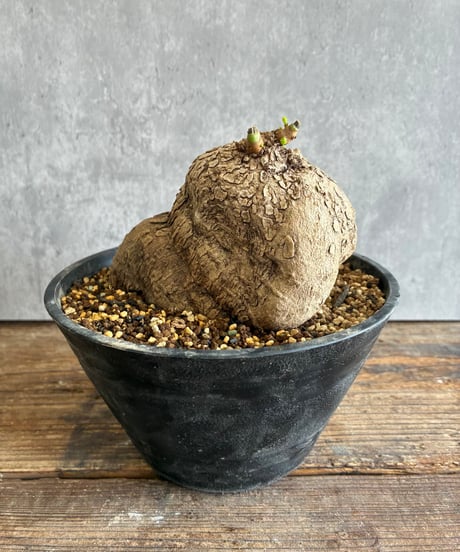 CATEGORY 植物 | 奇妙な植物園