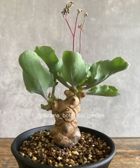CATEGORY 植物 | 奇妙な植物園