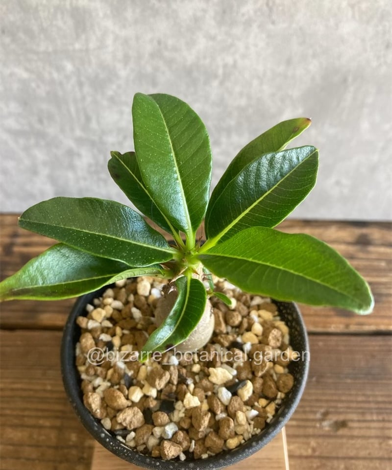 おいもやさんウィンゾリー P.ウィンゾリー 81 – TaiShoDo ONLINE SHOP