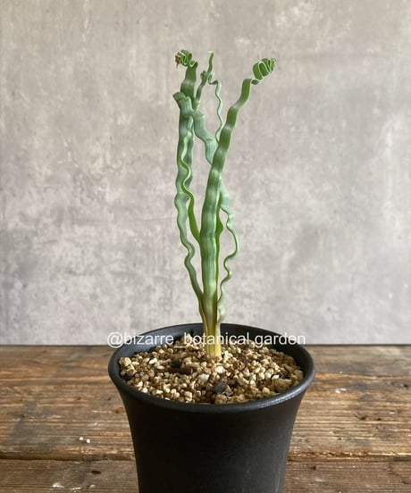 CATEGORY 植物 | 奇妙な植物園