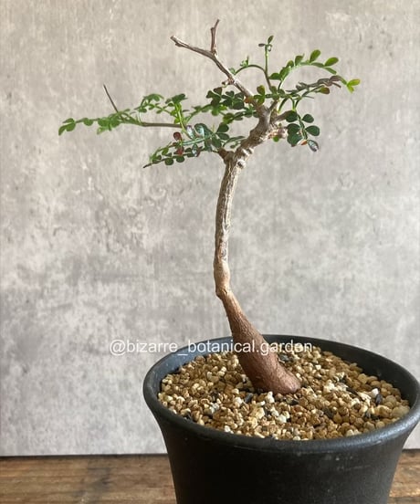 ITEM | 奇妙な植物園