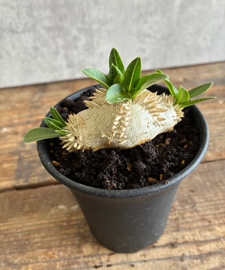 ITEM | 奇妙な植物園