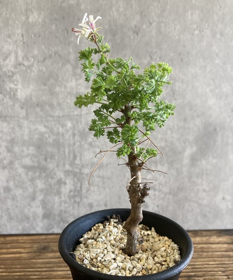 Commiphora omundomba レア 発根済