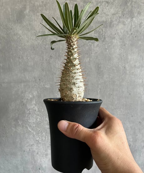 CATEGORY 植物 | 奇妙な植物園