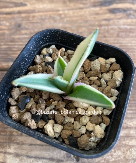 CATEGORY 植物 | 奇妙な植物園