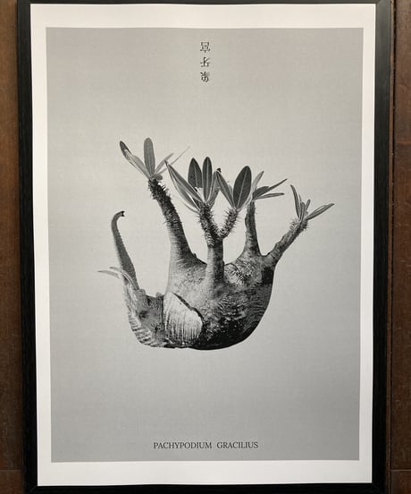 ITEM | 奇妙な植物園