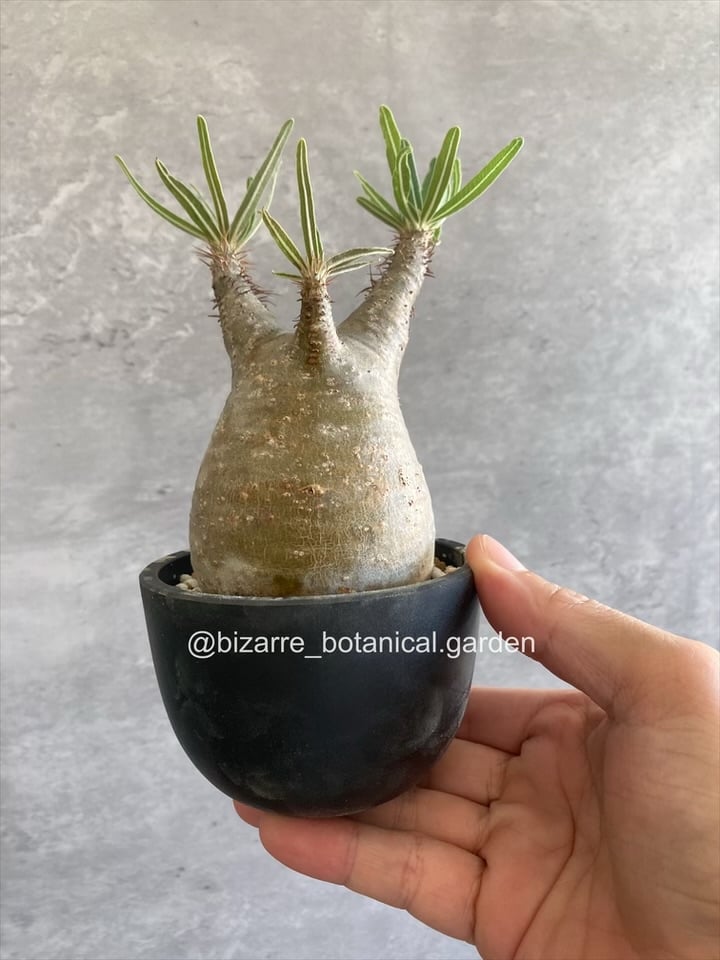 パキポディウム　グラキリス　現地球 発根株（鉢付き） パキポディウム グラキリス 現地球発根済857 | 奇妙な植物園