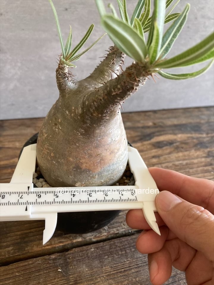 グラキリス　現地球　TAKAO パキポディウム グラキリス 現地球発根済857 | 奇妙な植物園