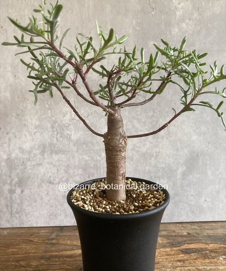 CATEGORY 植物 | 奇妙な植物園