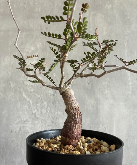 CATEGORY 植物 | 奇妙な植物園