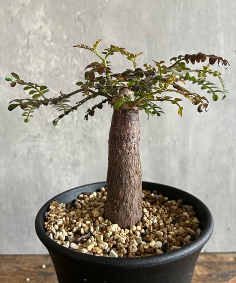 CATEGORY 植物 | 奇妙な植物園