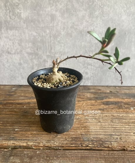 CATEGORY 植物 | 奇妙な植物園