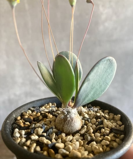 CATEGORY 植物 | 奇妙な植物園