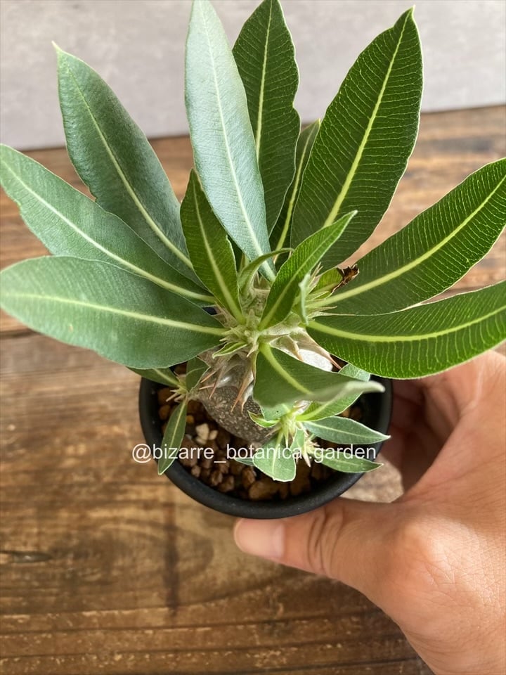 パキポディウム恵比寿大黒実生 パキポディウム 恵比寿大黒 実生571 | 奇妙な植物園