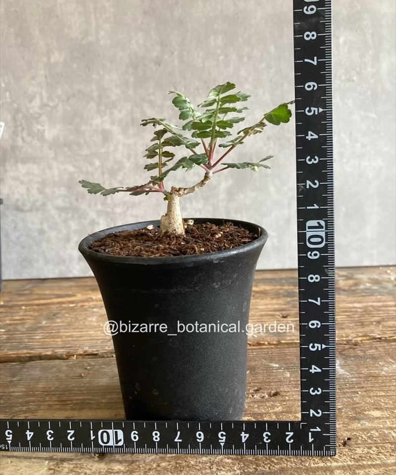 F パキコルムスディスカラー　象の木　実生株 パキコルムスディスカラー・象の木】国内実生苗 | BOKUTO