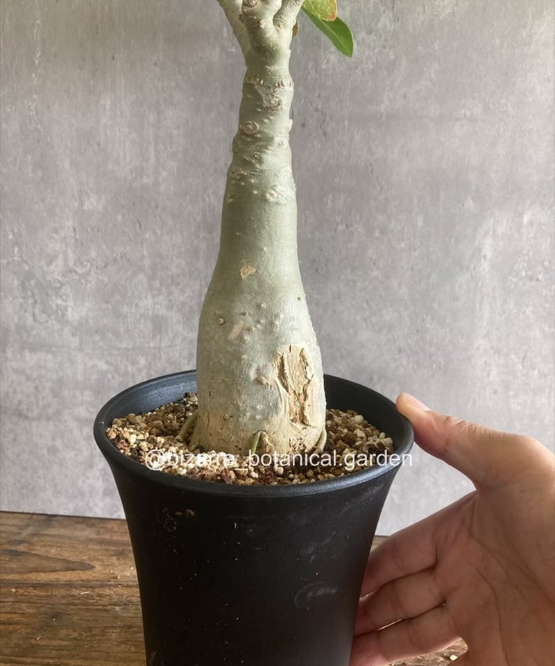 アデニウム　オベスム　斑入り　5-702 アデニウム オベスム 斑入り 5-702 アデニウム オベスム 斑入り 5-702