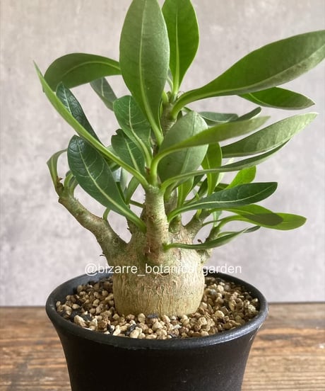 CATEGORY 植物 | 奇妙な植物園