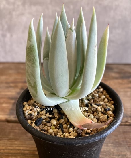 CATEGORY 植物 | 奇妙な植物園