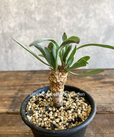 CATEGORY 植物 | 奇妙な植物園