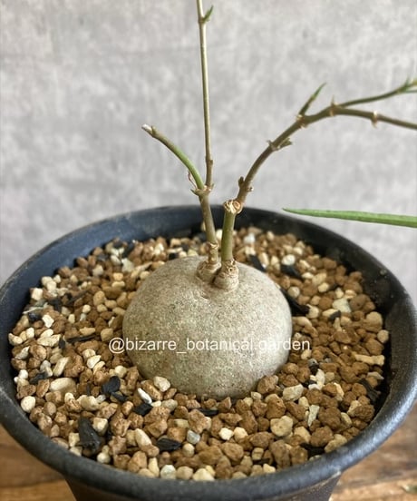 CATEGORY 植物 | 奇妙な植物園