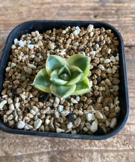 アガベ　チタノタ　カビゴン　白覆輪斑　5-604 アガベ カビゴン 白覆輪斑 5-604 ITEM | 奇妙な植物園