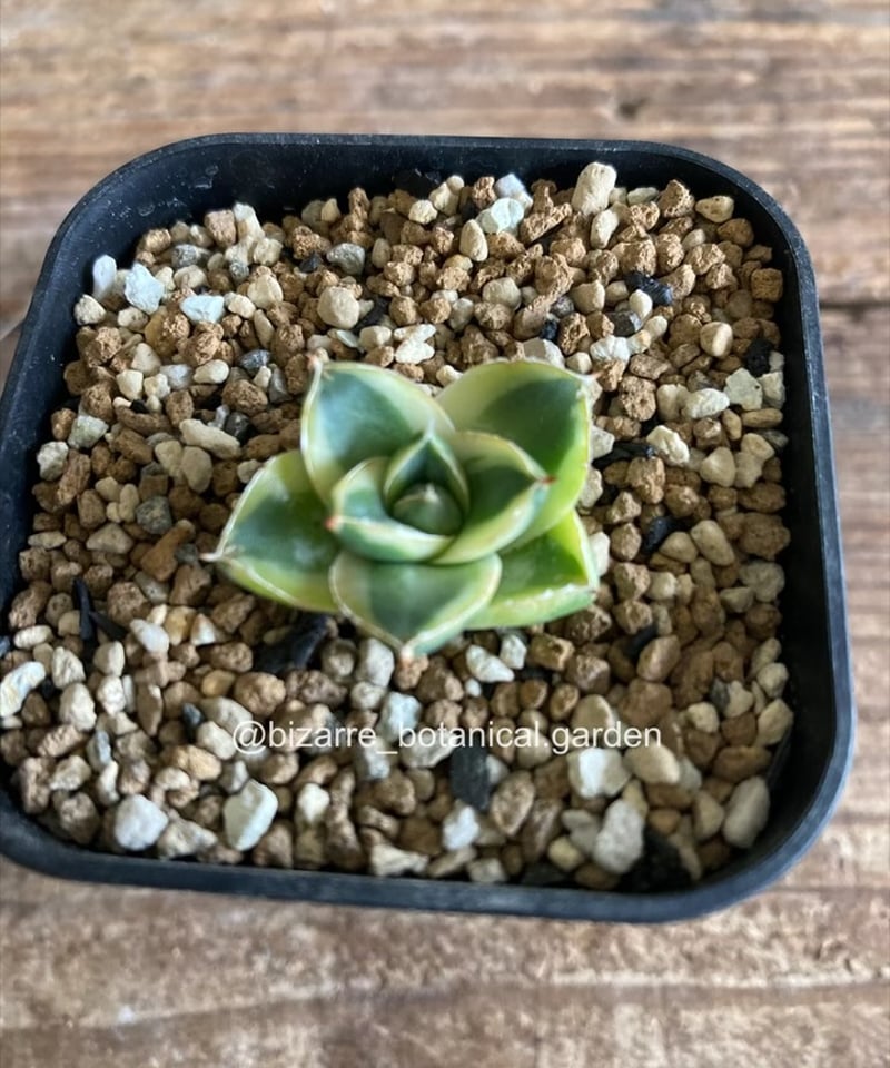 アガベ　ピンキー　黄色覆輪斑　5-606 アガベ ピンキー 黄色覆輪斑 5-606 アガベ ピンキー 黄色覆輪斑