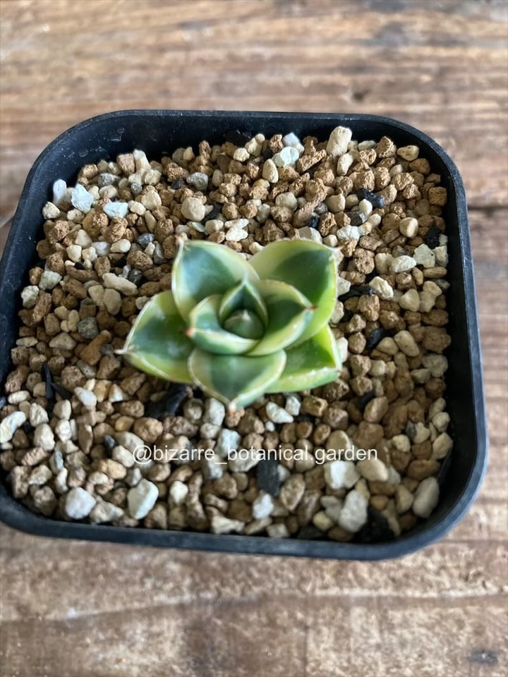 アガベ　ピンキー　黄色覆輪斑　5-606 アガベ ピンキー 黄色覆輪斑 5-606 | 奇妙な植物園