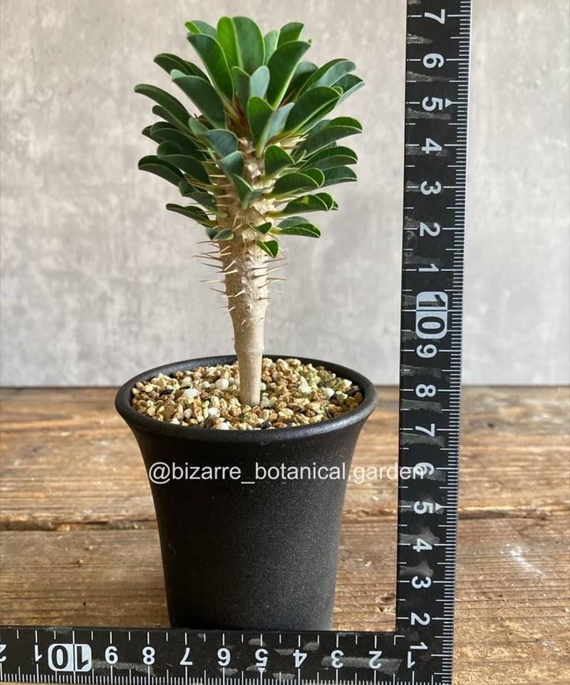 9 ユーフォルビア　ギラウミニアナ　実生 9 ユーフォルビアギラウミニアナ実生 ユーフォルビア