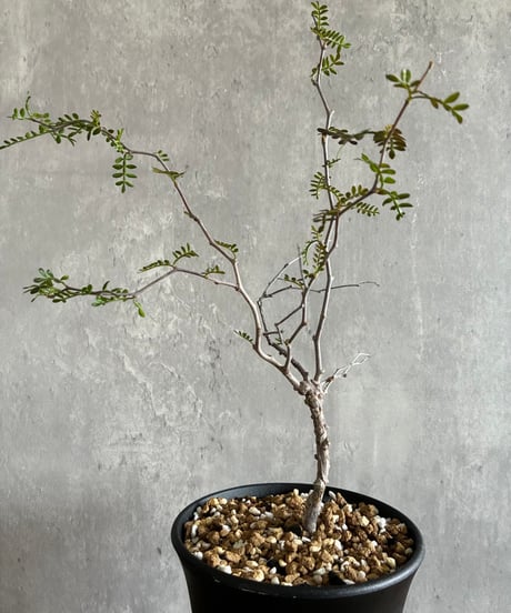 CATEGORY 植物 | 奇妙な植物園