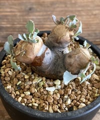 希少 黒入荷！ パキポディウム 奇妙な植物園 | 現地球発根済5-302 グラキリス 塊根植物・コーデックス