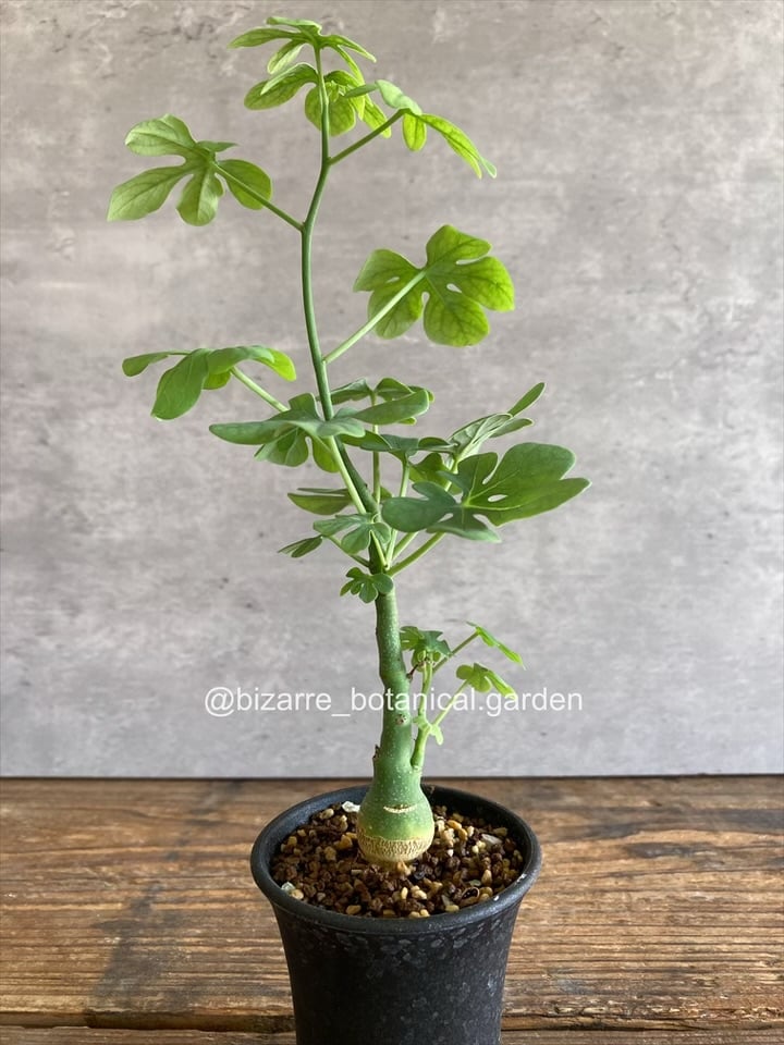 アデニア グラウカ 実生724 | 奇妙な植物園