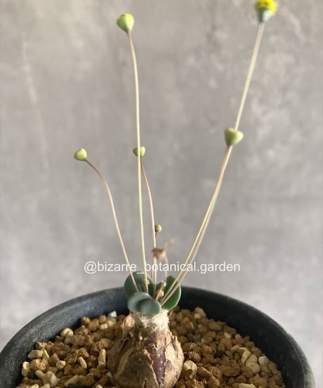 CATEGORY 植物 | 奇妙な植物園