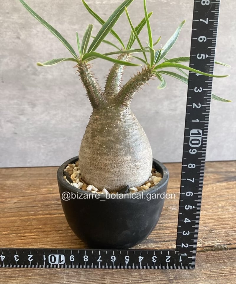 パキポディウム グラキリス 現地球発根済856 | 奇妙な植物園