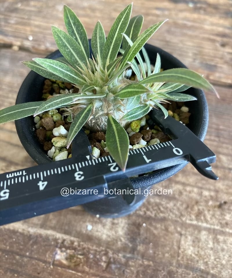 パキポディウム　マカイエンセ　実生 楽天市場】コーデックス：パキポディウム マカイエンセ 実生*S