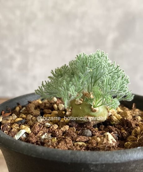 アデニウム オベスム 斑入り 5-702 アデニウム オベスム 斑入り 5-702