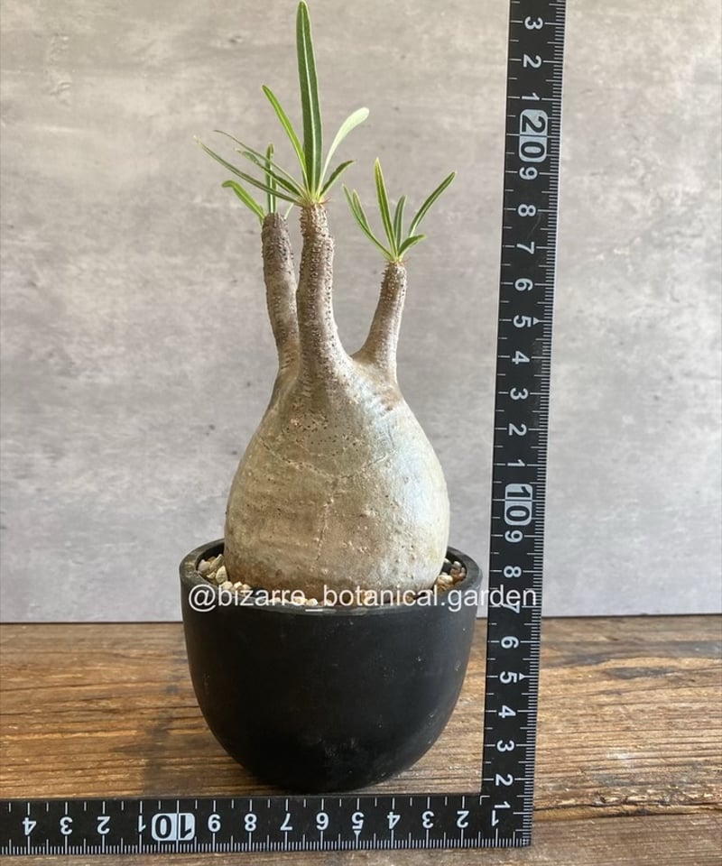 パキポディウム グラキリス 現地球発根済855 | 奇妙な植物園