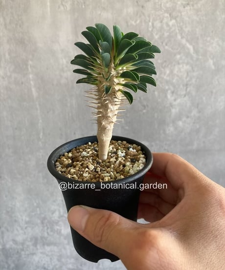 チロヒナパキポディウム晃山3つ isla del pescado-多肉植物-塊根植物-Pachypodium horombense
