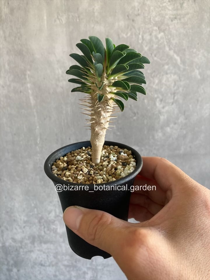 ユーフォルビア ギラウミニアナ 実生 | 奇妙な植物園